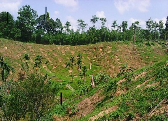 Agriculture Department supports for green orange plantation Agriculture Department supports for green orange plantation
